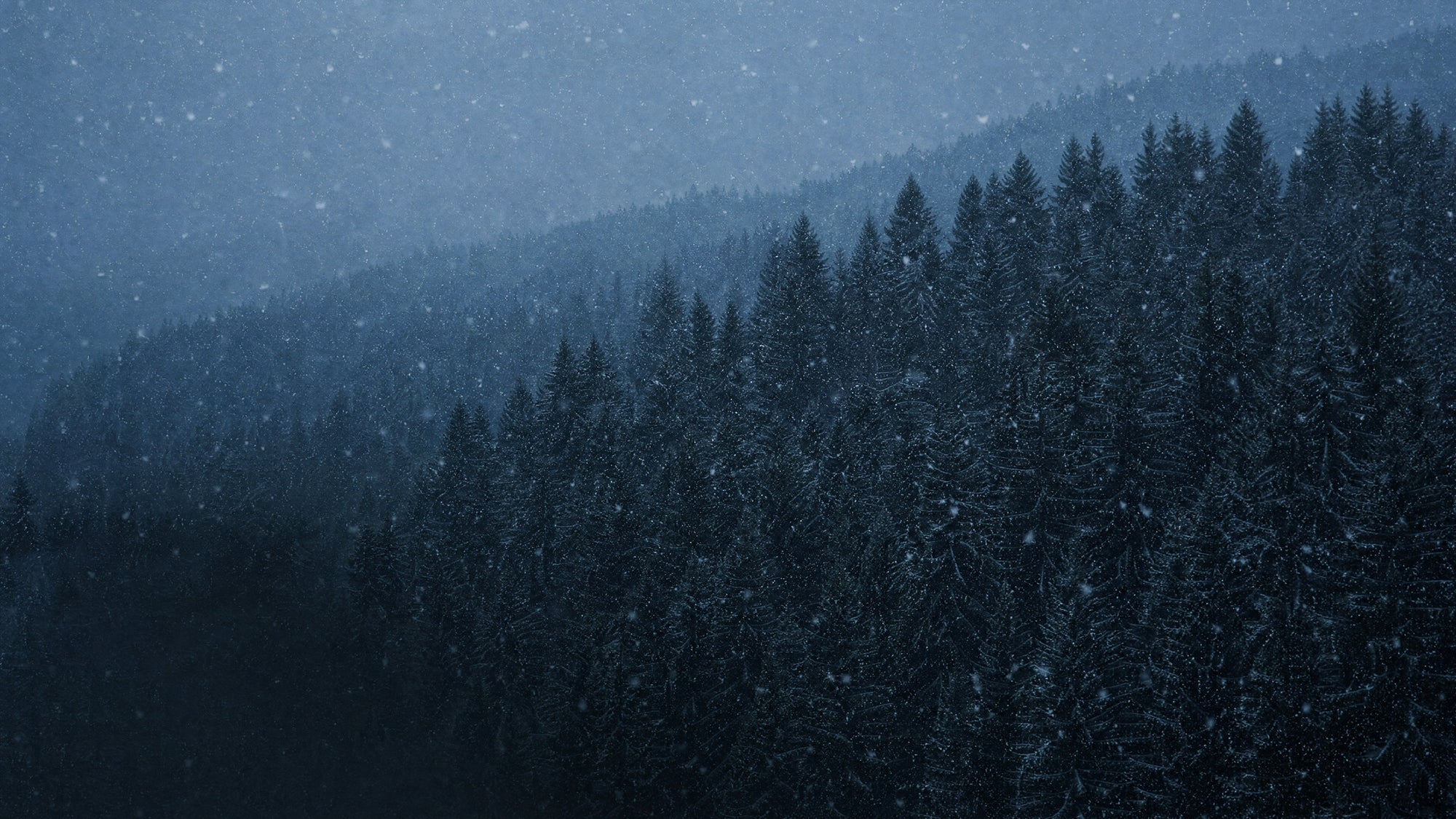 Snow falling against a dark evergreen treeline at blue hour