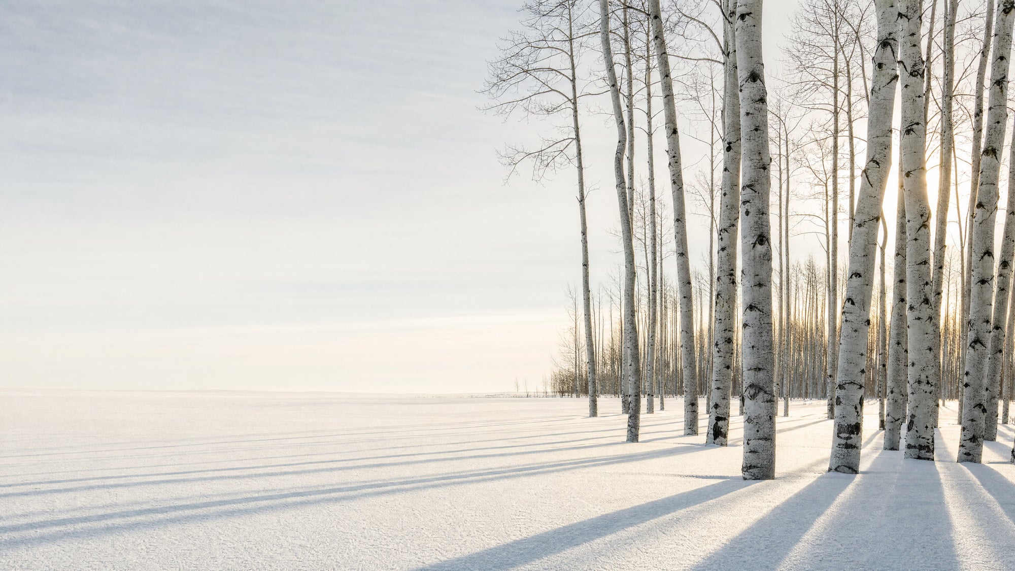 Aspen grove standing in deep snow on a still winter morning